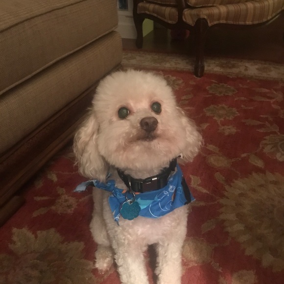 Meet your Posher, Laura - Picture 1 of 1